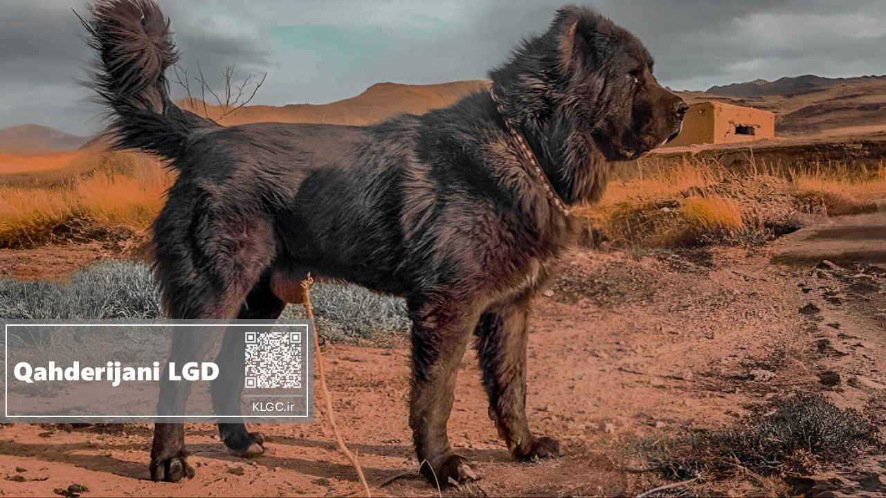 Qahderijani Livestock Guardian Dog
